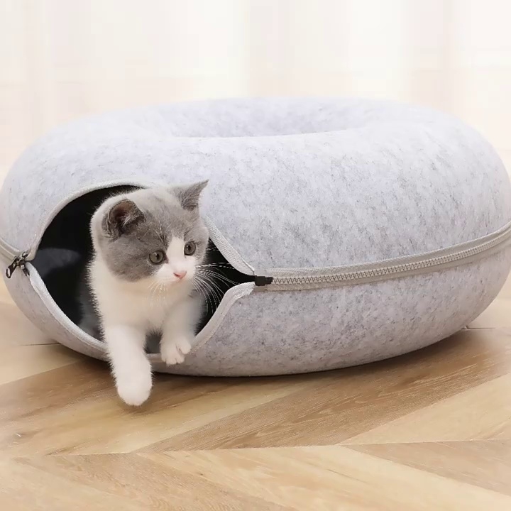 cat come from cat cave