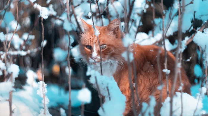 winter cats