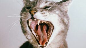 screaming cat